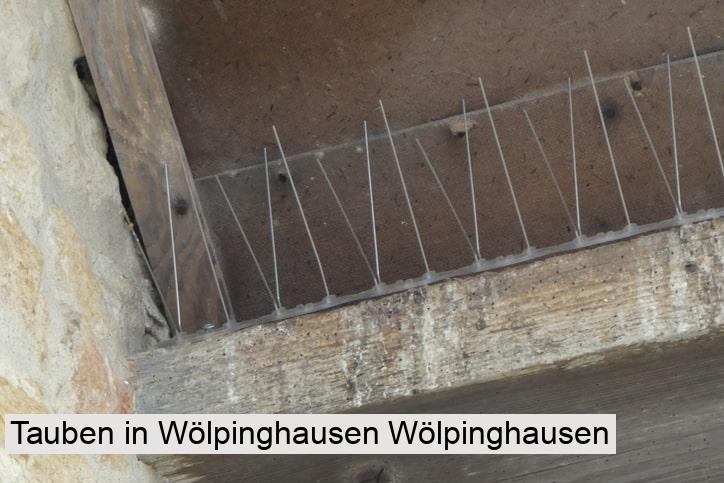Tauben in Wölpinghausen Wölpinghausen